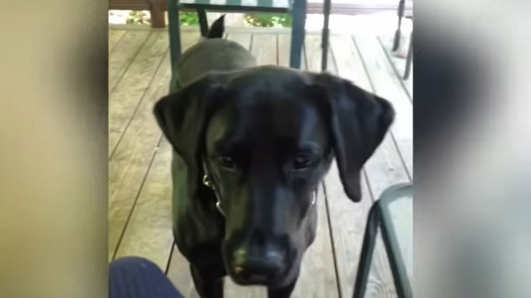 Ο σκύλος ανιχνευτής