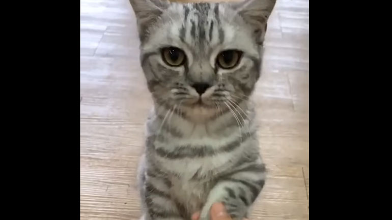 Χειραψία με… γάτα