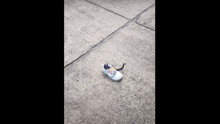 Κόμπρα παραμόνευε μέσα σε παιδικό παπούτσι