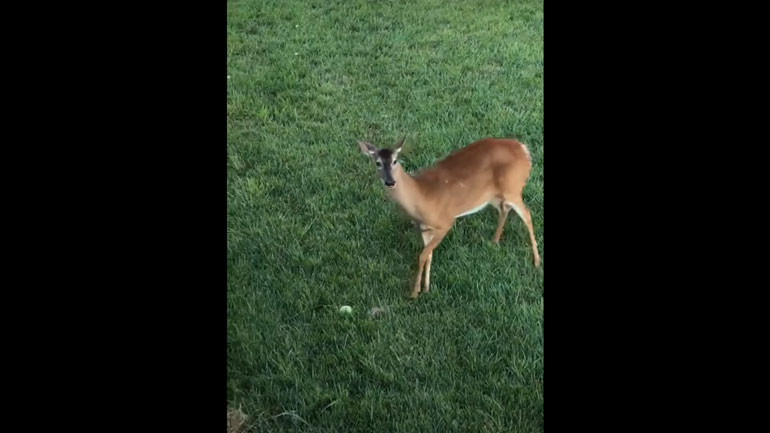 Ελαφίνα επιτίθεται σε σκύλους για να προστατέψει τα μικρά της