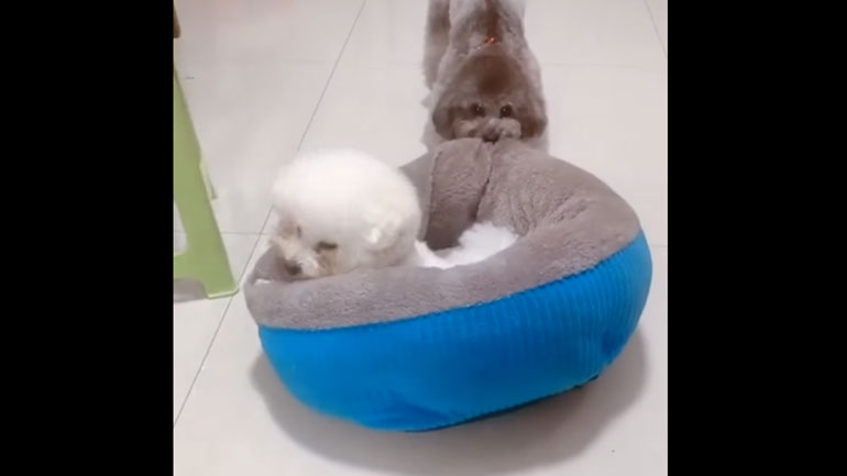 Σκύλος δεν θέλει να μοιράζεται το κρεβάτι του