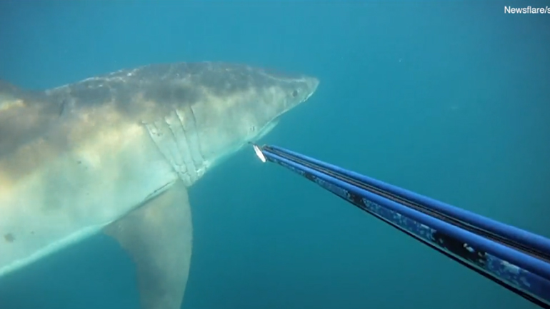 «Σταμάτησε η καρδιά τους» μόλις ήρθαν αντιμέτωποι με καρχαρία