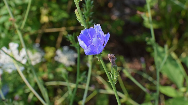 Άγριο ραδίκι: Ένα πολυετές βότανο με απεριόριστες θεραπευτικές ιδιότητες