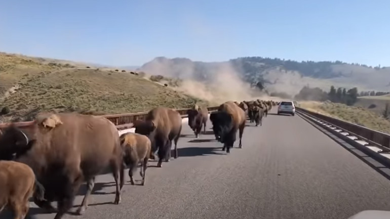 Κοπάδι από βίσονες διασχίζει έναν δρόμο