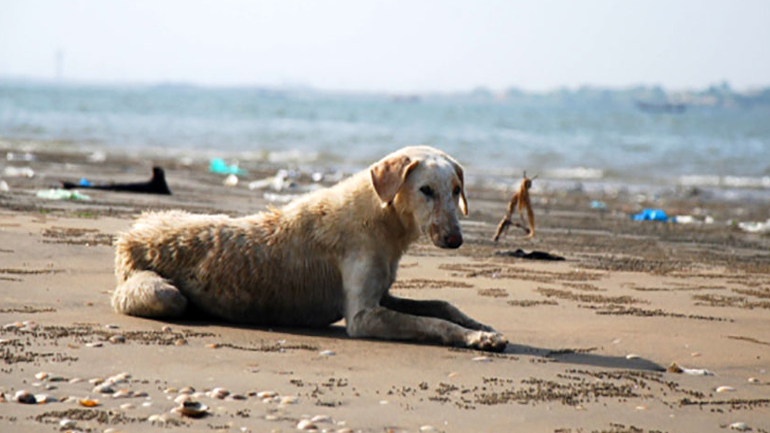 Οι φιλόζωοι κατηγορούν τον Δήμο Σερίφου για «προκλητική αδράνεια» απέναντι στα αδέσποτα