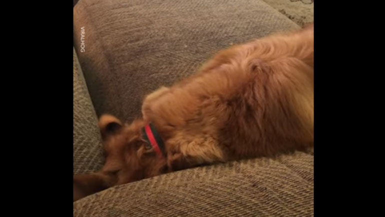 Σκύλος κάνει «βουτιά» στον καναπέ για να πιάσει το μπαλάκι του