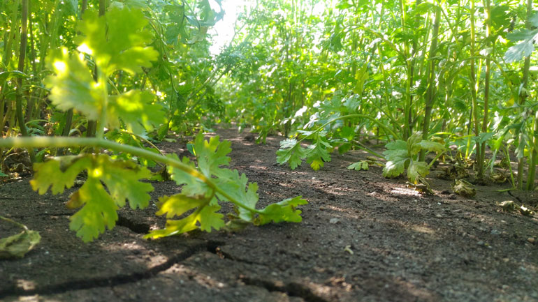 Ο Κόλιανδρος και τα άπειρα οφέλη του
