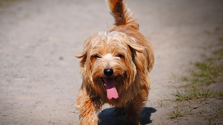 Ποιοι σκύλοι κινδυνεύουν περισσότερο να πάθουν θερμοπληξία