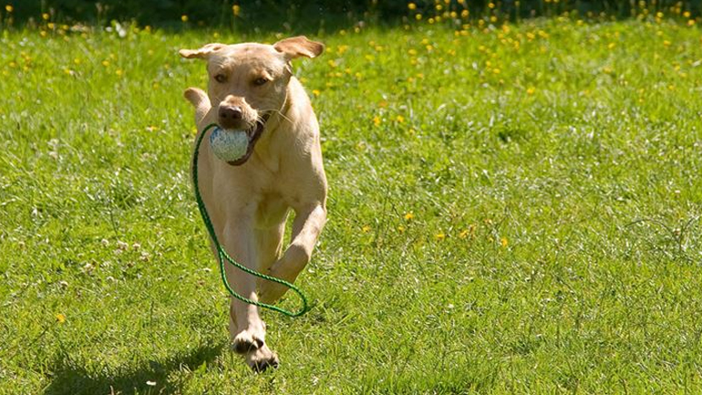 Τα ηλικιωμένα σκυλιά είναι απίστευτα έξυπνα