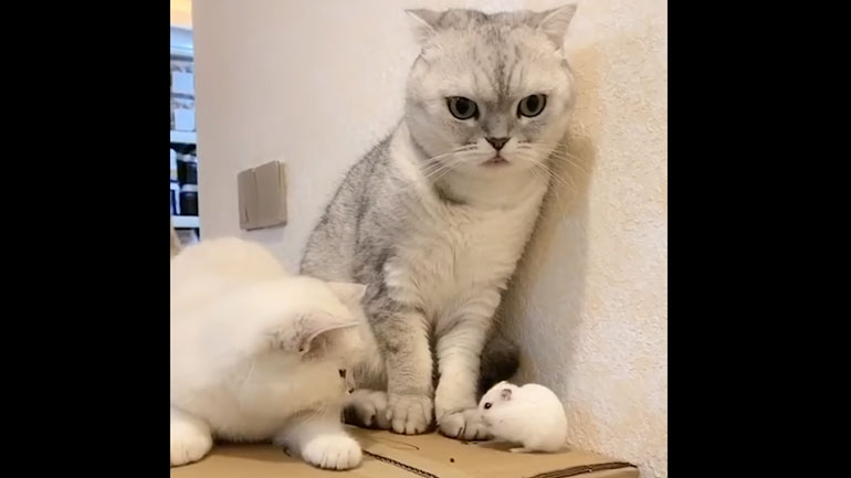 Γάτα προστατεύει χάμστερ