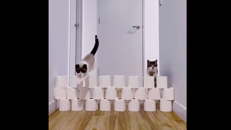 Δύο πανέξυπνες ή δύο τεμπέλες γάτες;