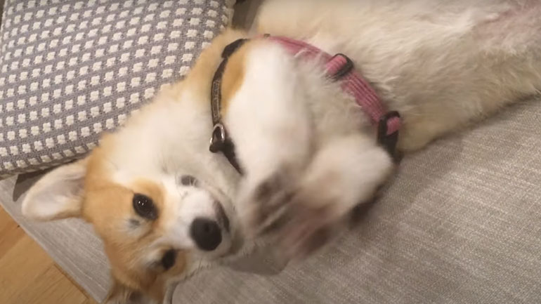 Σκυλάκι παρακαλάει για χάδια