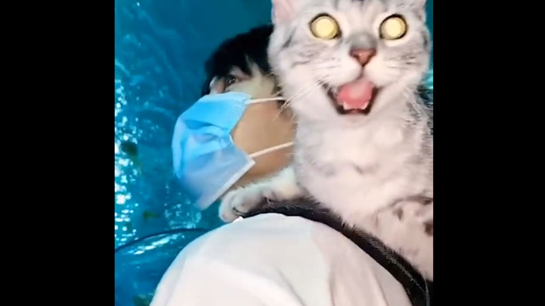 Γάτα παθαίνει… πλάκα όταν επισκέπτεται ενυδρείο