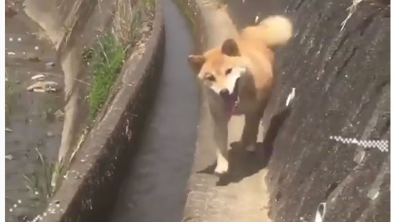 Ο πιο γρήγορος και προσεκτικός σκύλος