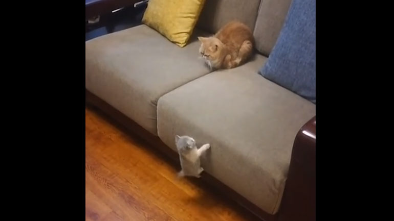 Αν ο Spider-Man είχε γάτα…