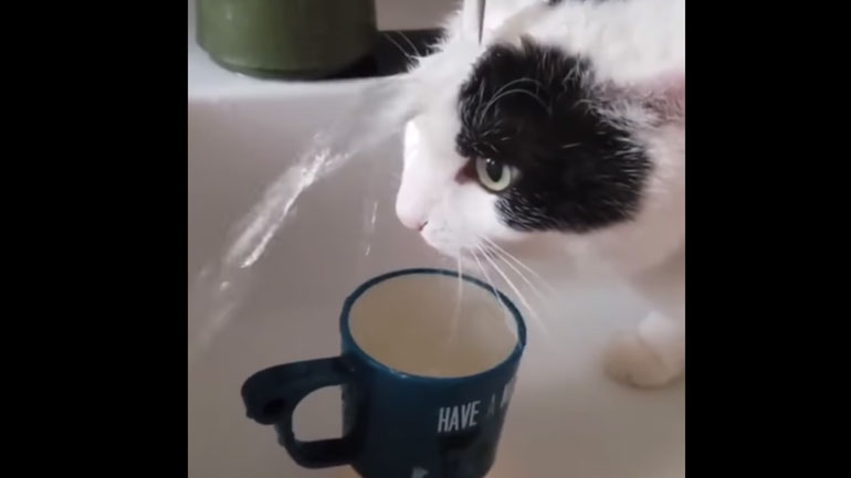 Γάτα προσπαθεί να πιει νερό από τη βρύση ανεπιτυχώς…