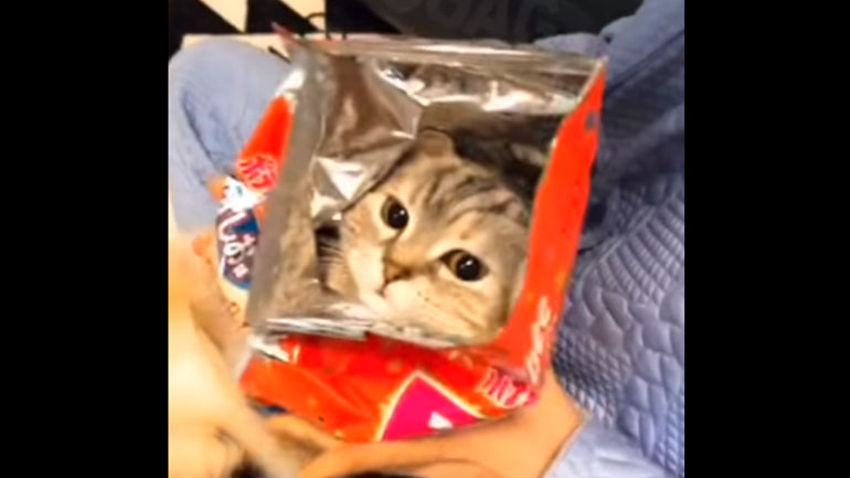 Γάτα-έκπληξη!