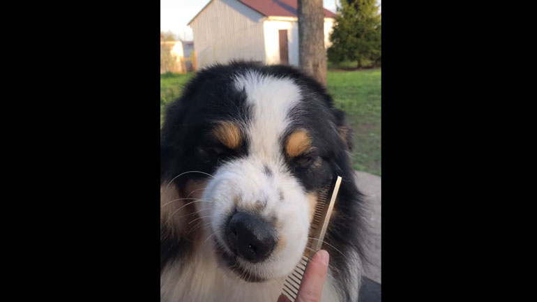 Σκύλος τσαντίζεται κάθε φορά που τον χτενίζουν