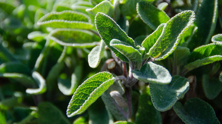 Το θαυματουργό φασκόμηλο