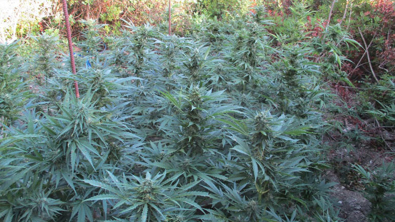 Εντοπίστηκε χασισοφυτεία στον Μυλοπόταμο – Συνελήφθη ένα άτομο