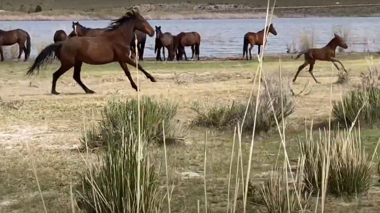 Άλογα προσπαθούν να ηρεμήσουν το ατίθασο παιδί τους