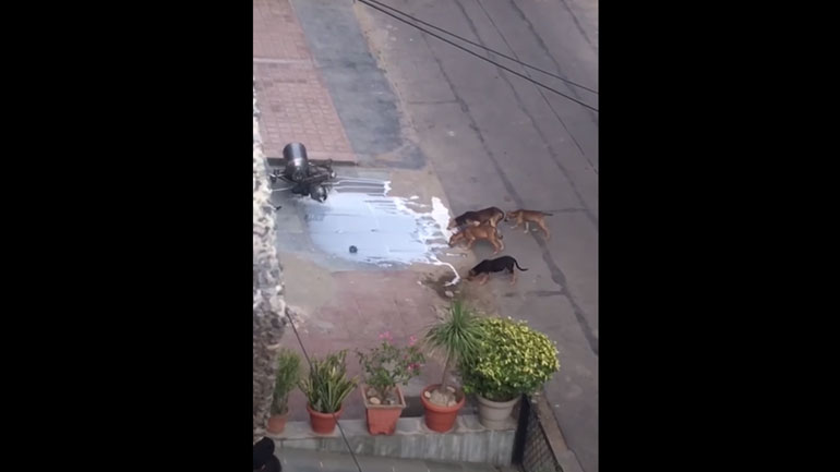 Σκύλοι ρίχνουν ποδήλατο για να πάρουν το γάλα