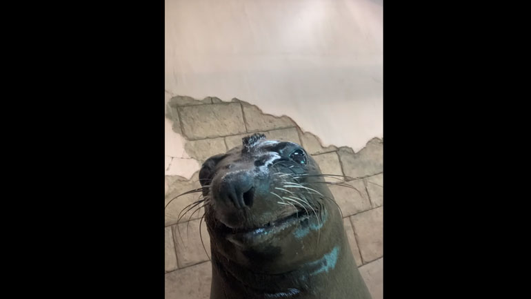 Θαλάσσιο λιοντάρι χαμογελάει στην κάμερα