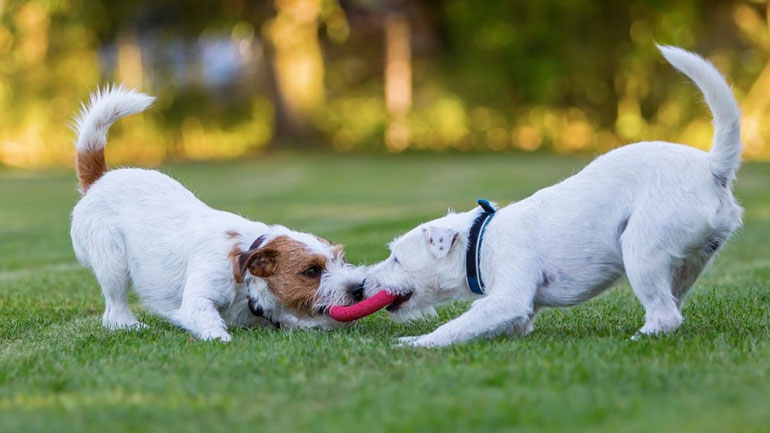 Επιθετικότητα σκύλου προς σκύλο – Υπάρχει λύση;