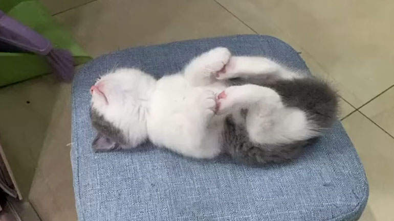Γάτα κοιμάται κάνοντας… γιόγκα