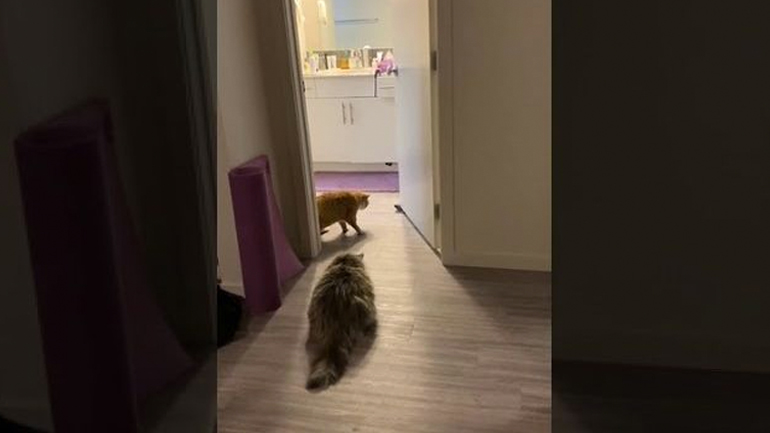 Δύο γάτες αντιμέτωπες με μια κάλτσα