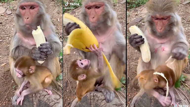 Mαϊμού ξεφλουδίζει προσεκτικά μια μπανάνα