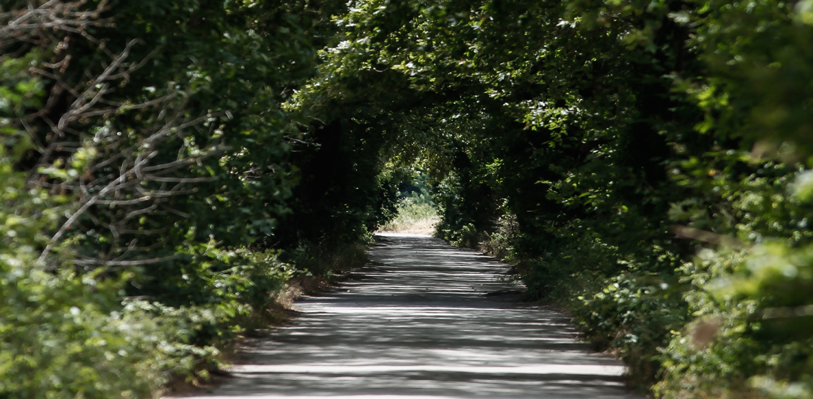 Ο δρόμος με τα υπεραιωνόβια πλατάνια