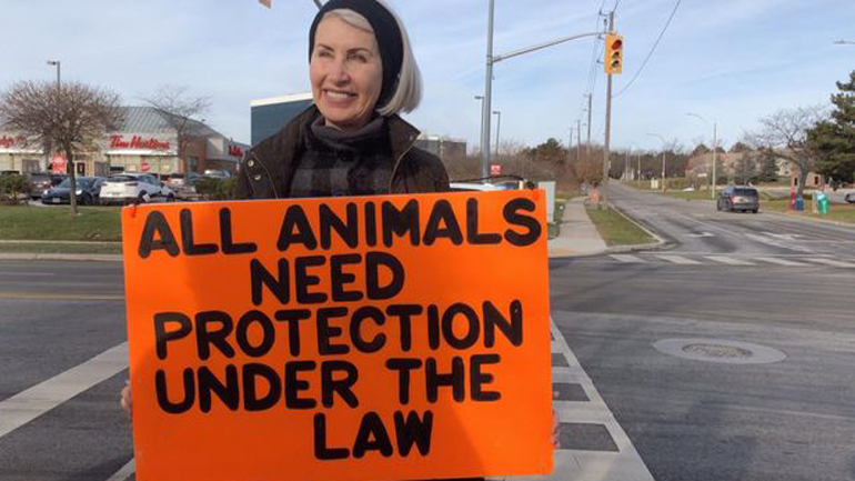 Φορτηγό που μετέφερε γουρούνια παρέσυρε και σκότωσε γνωστή ακτιβίστρια στον Καναδά Φορτηγό που μετέφερε γουρούνια παρέσυρε και σκότωσε γνωστή ακτιβίστρια στον Καναδά