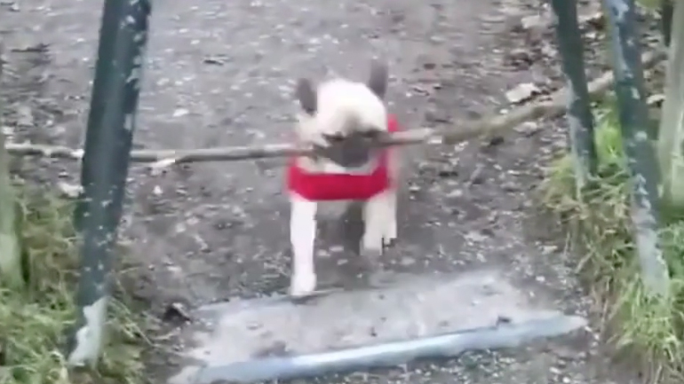 Σκύλος τρέχει με το ξύλο του