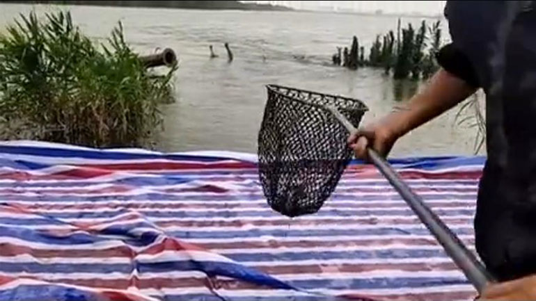 Ένα ψάρι αυτοκτονεί