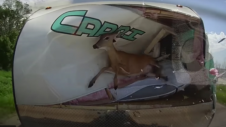 Ελάφι εναντίον τροχόσπιτου