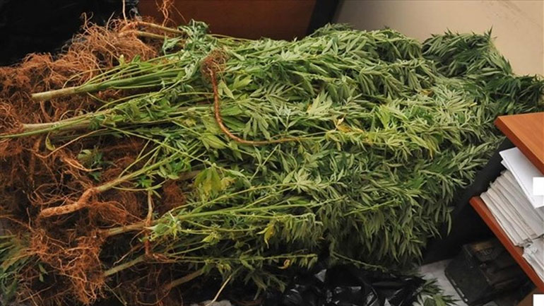 Εντοπίστηκαν 21 δενδρύλλια κάνναβης στον Δήμο Μαλεβιζίου