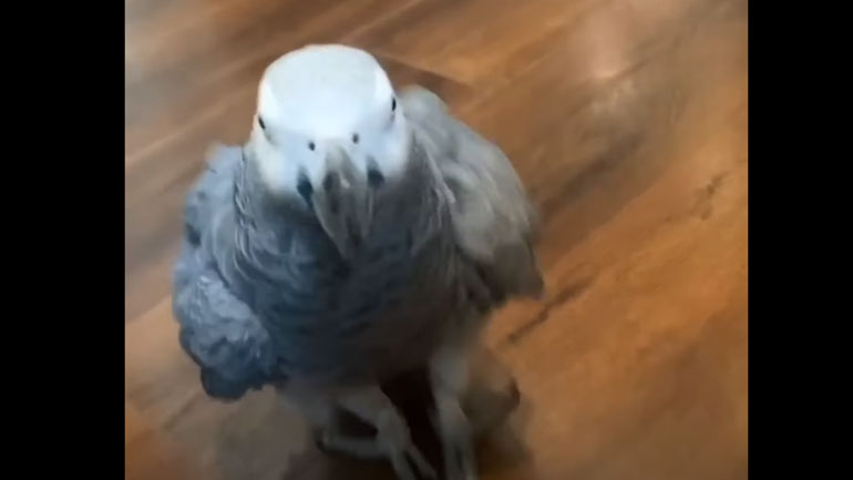 Παπαγάλος τρέχει και χοροπηδάει για χάδια