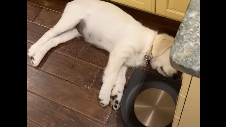 Η ρομποτική σκούπα προσπαθεί να ξυπνήσει τον σκύλο