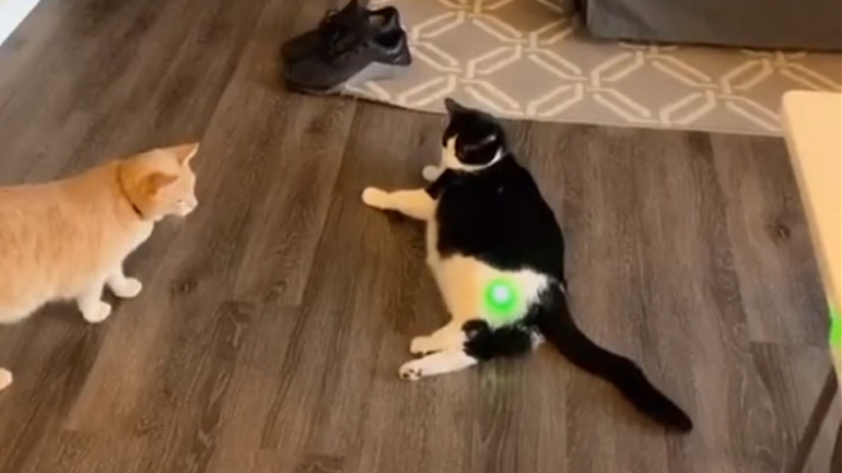 Η γάτα κυνηγούσε το λέιζερ μέχρι που…