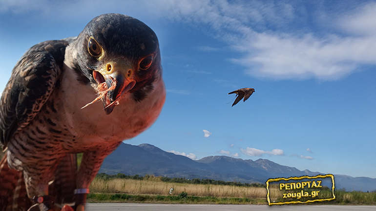 Τα γεράκια της Πολεμικής Αεροπορίας και πώς προστατεύουν τα αεροδρόμια από… «ασύμμετρες» απειλές