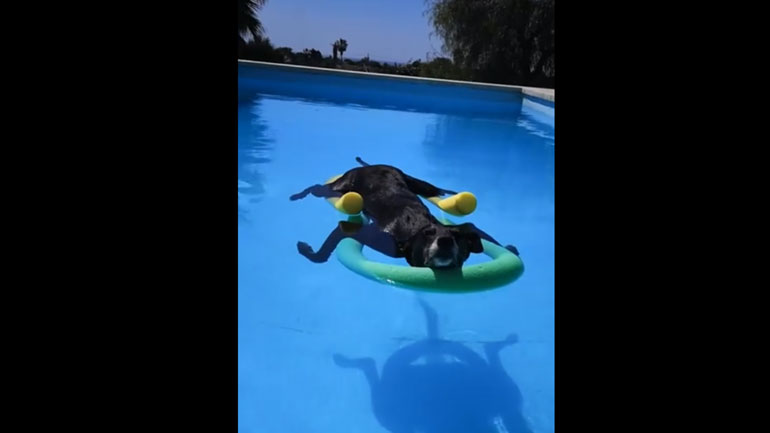 Πισίνα και… η ζωή είναι ωραία