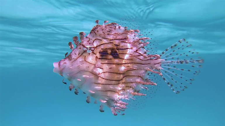 Δύτης κολυμπά παρέα με ένα ψάρι