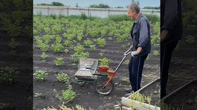 Πώς θα απομακρύνετε τα σκαθάρια από τις σοδειές