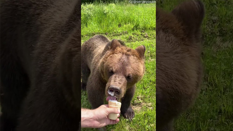Αρκούδα κυνηγά έναν άνθρωπο για λίγο παγωτό