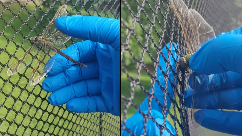 Σώζοντας μια λιβελούλα παγιδευμένη στο δίχτυ του τραμπολίνο