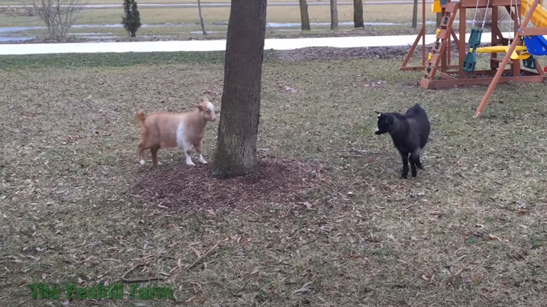 Κατσίκες κοκαλώνουν μόλις βλέπουν μια μπάλα