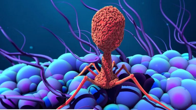 Πώς οι ιοί μπορούν να μας σώσουν από τα βακτήρια