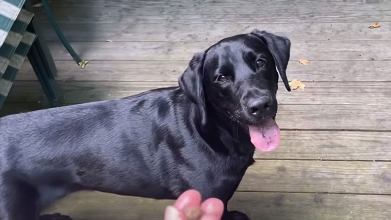 Ο σκύλος ανιχνευτής Ο σκύλος ανιχνευτής