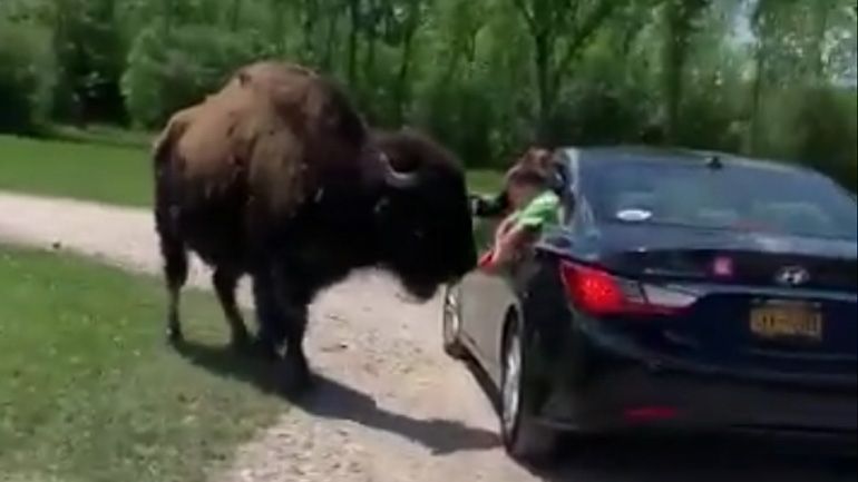 Βίσονας επιτίθεται σε αγόρι